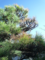 樹勢診断 土壌診断 長野県松本市 安曇野市 塩尻市の造園 植栽 庭木 手入れ 年間管理 メンテナンスは樹木医 造園設計 施行 管理会社 三楽ガーデン にお任せください